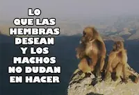 Lo que las hembras desean y los machos no dudan en hacer