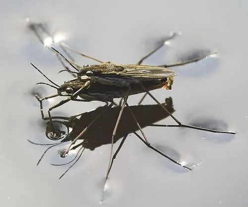 de