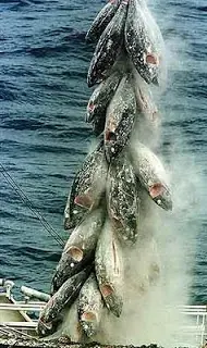 Animales en peligro de extincion