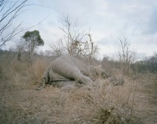 Cómo Comerse un Elefante en 107 minutos