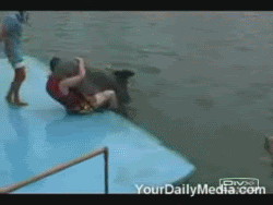 Los Girfs Mas Graciosos Del Mundo