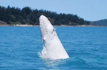 Ha aparecido una cría de ballena blanca
