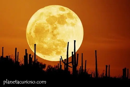 Curiosidades - ¿Por qué? -