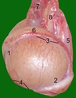 Para que sirven los Testiculos