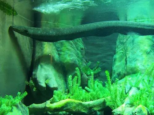 Anguila Electrica (Video)
