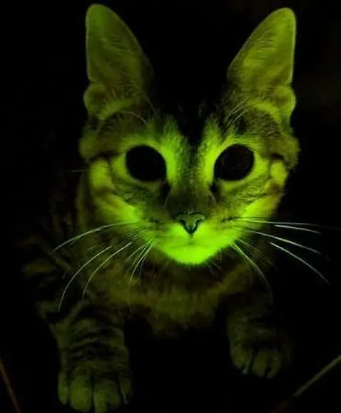 Gatos fluoroscentes que resisten el SIDA