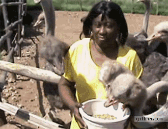 Animales molestos
