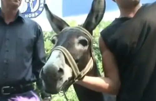 Postulan a un burro para competir con el intendente !