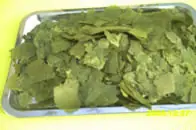 Cultivo de Spirulina
