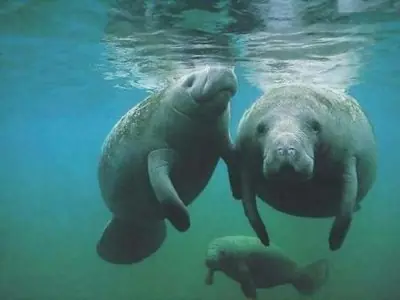 animales en peligros de extincion cuidemoslos!