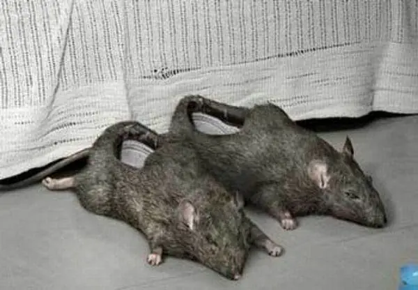 tonterias