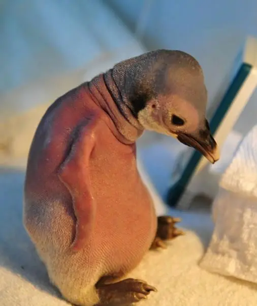 La triste historia del pingüino calvo