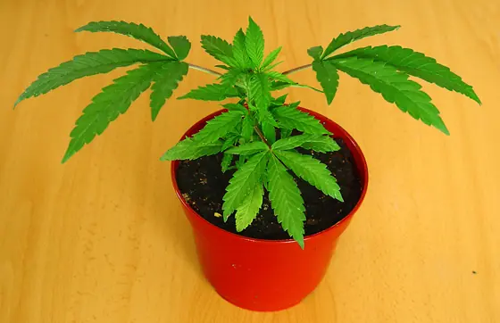 Cómo plantar marihuana