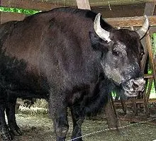 león