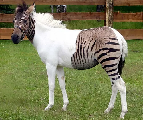 Animales