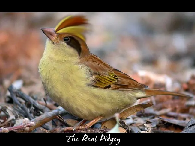 Los pokémon del mundo real…