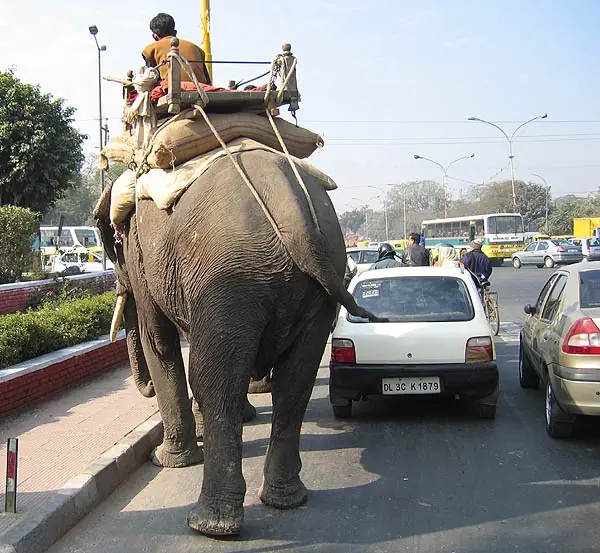 Hombre y elefante: su lucha en la India