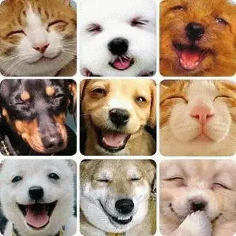 Si defendes a tu perro y a tu gato entra