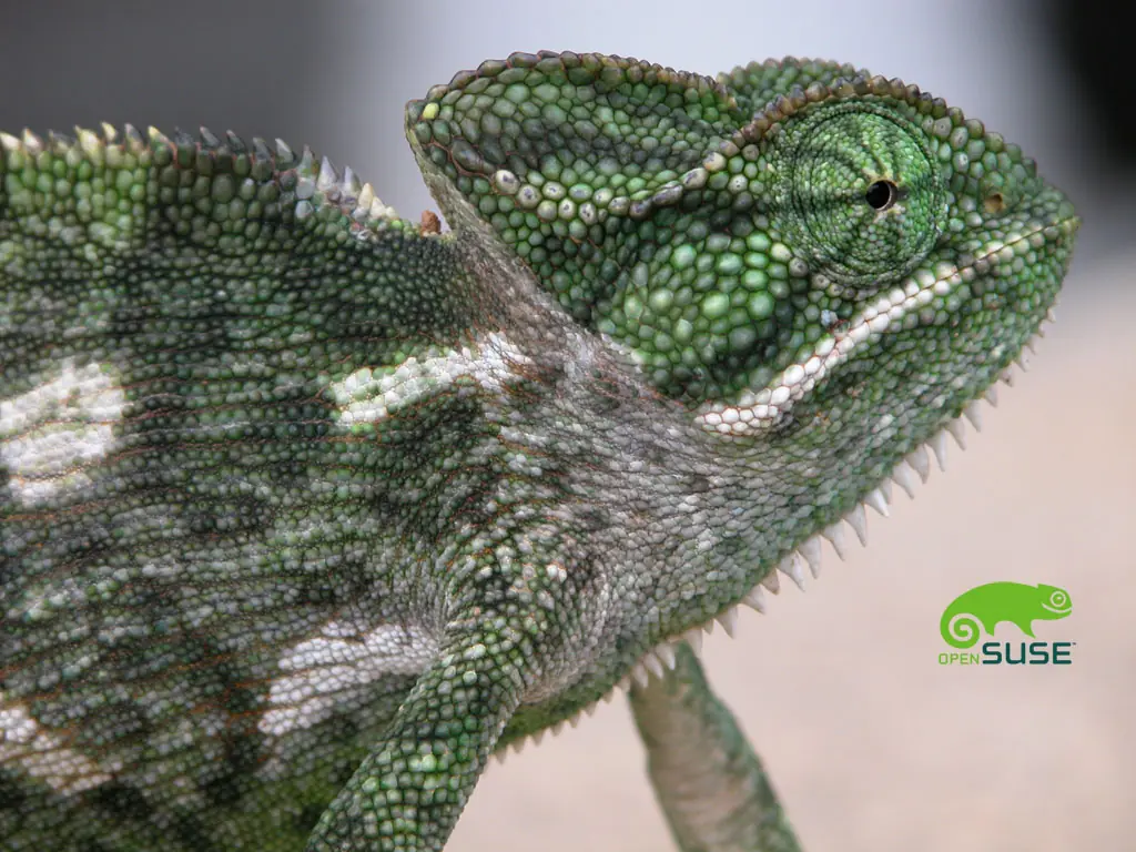Wallpapers de Geeko