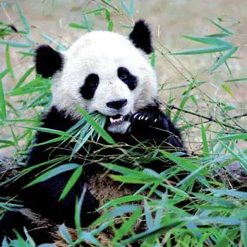 Salva a los Pandas !