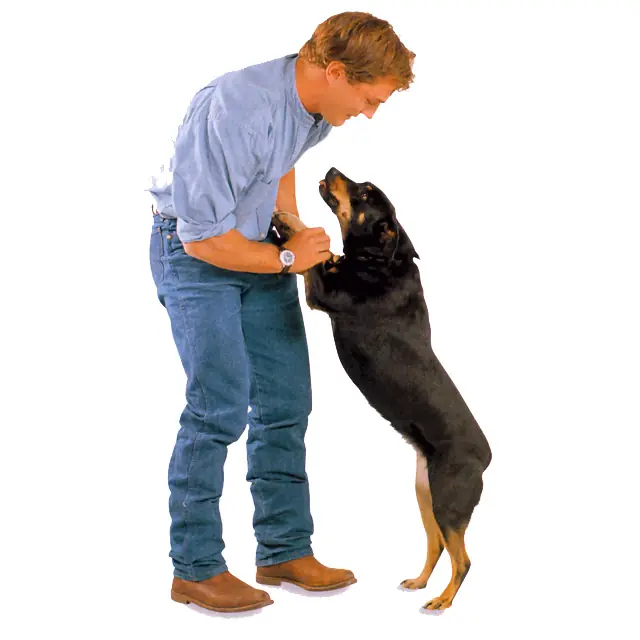 Curiosidades de los perros