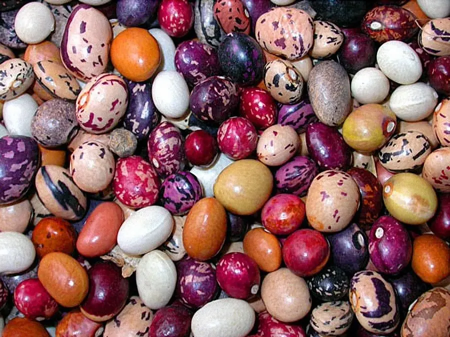 quien no a comido Phaseolus vulgaris