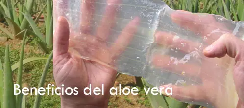 Propiedades del Aloe vera