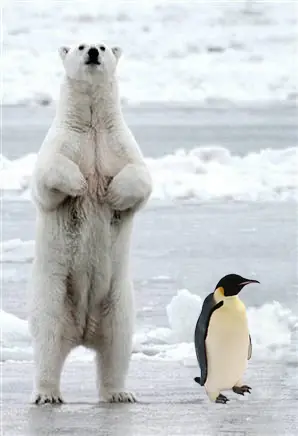 Osos en el Polo Norte y Pinguinos en el Polo Sur ¿es asi?