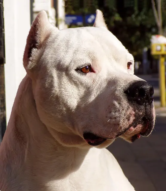 Inventos hechos por Argentinos