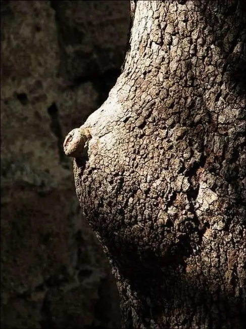 Arboles Sexys