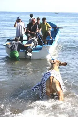 Sacrifican una vaca al pensar que estaba preñada de un