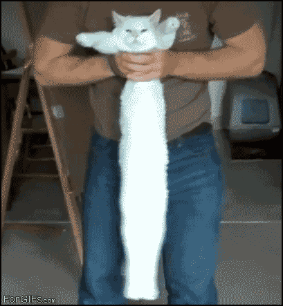 Gifs para divertirse!