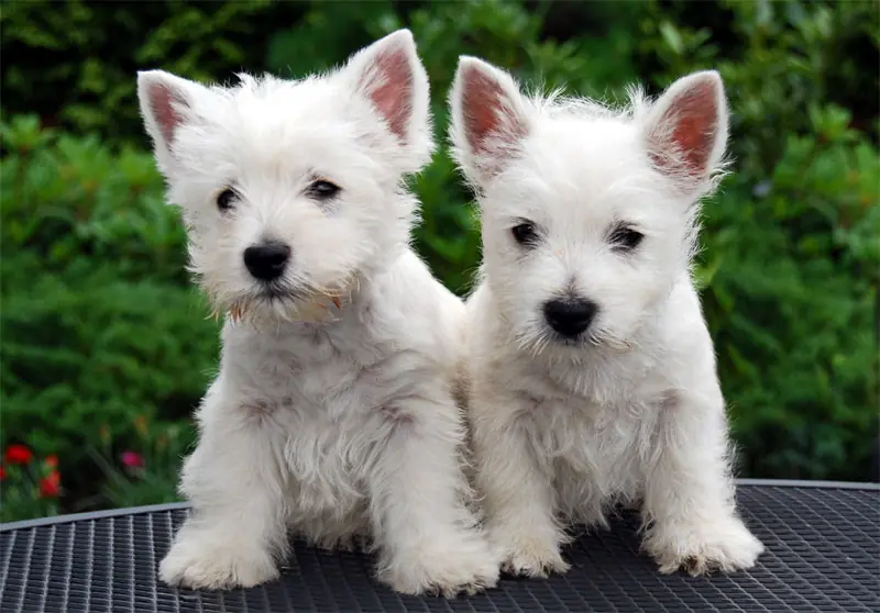 [Off-topic] Westie o Westy para mi la mejor raza