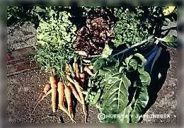 Tenes patio? tene tu huerto!