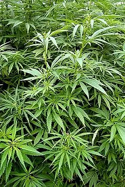 Cannabis sativa (marihuana)