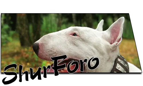 ¡ShurForo! Un Foro diferente.