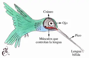 Pajaro que vuela a 100 Kms./H.