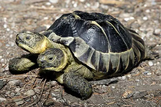 Algunas imagenes curiosas