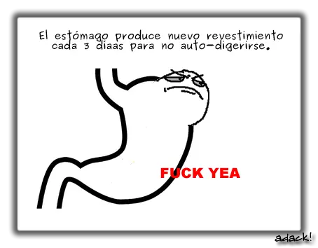 prepucio