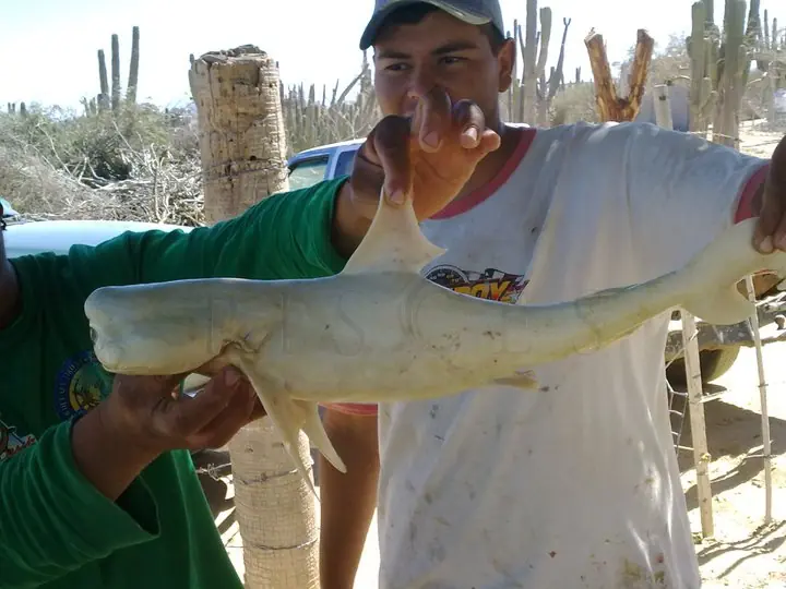 Aparece un tiburón con un sólo ojo y albino