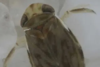 El insecto que canta con el pene ._.