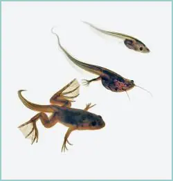 Animales dentro de Piedras