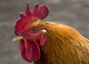 Los Pollos Superan a los Humanos en la Visión de Colores