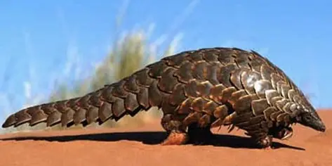 Ubuntu 12.04 ya tiene nombre: Precise Pangolin