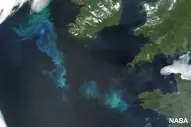el mar se queda sin plancton