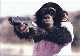 Monos y carne 4 you love