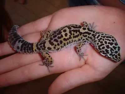 Cuidados del gecko leopardo