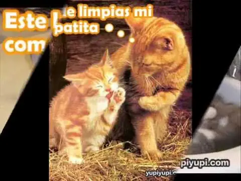 cuando