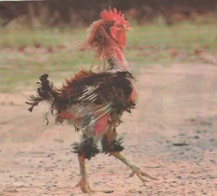 Este es mi Gallo!!