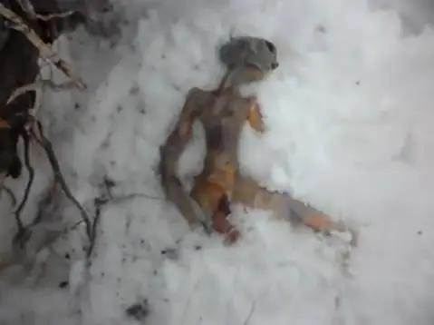 El extraterrestre muerto en Rusia